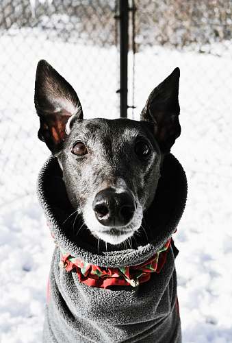 united states black and white dog wearing grey top standing near wire fence black